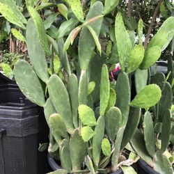 Prickly Pear Cactus