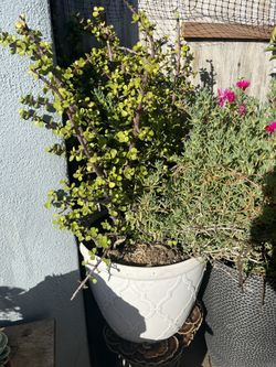 Succulents