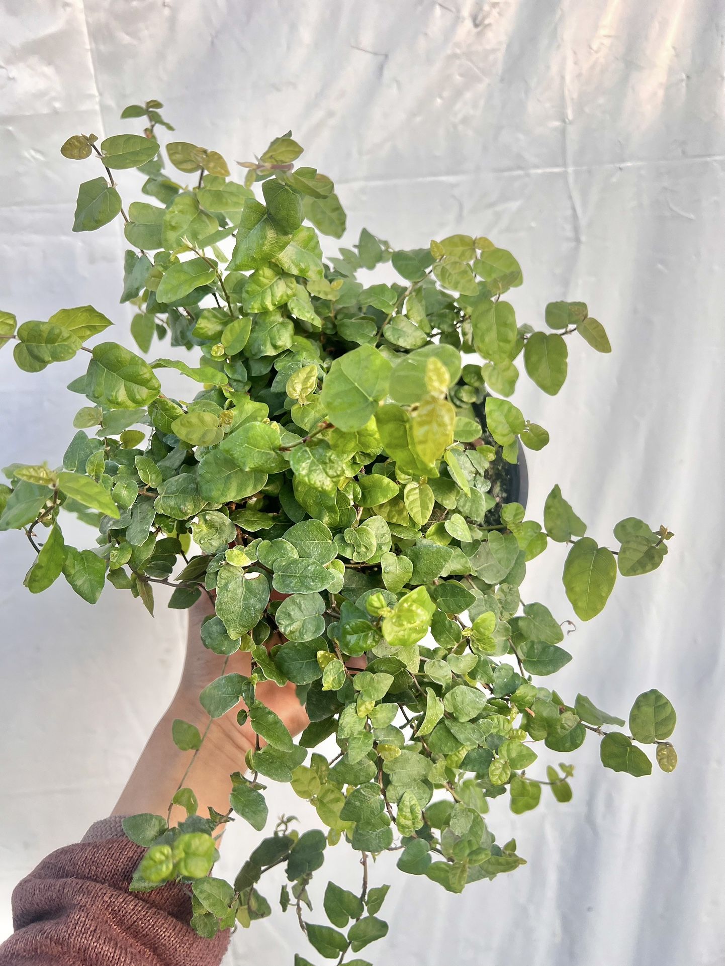 Creeping fig plant 6 inch pot 
