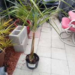 30 Dollars Each Plant 