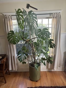 Monstera Plant in Beautiful Ceramic Pot
