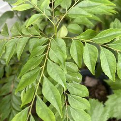 Indian Curry Leaf Plants