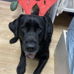 Dog Walking & Pet Sitting