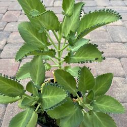 Big and beautiful Kalanchoe pinnata - Mother Of Thousands 🪴