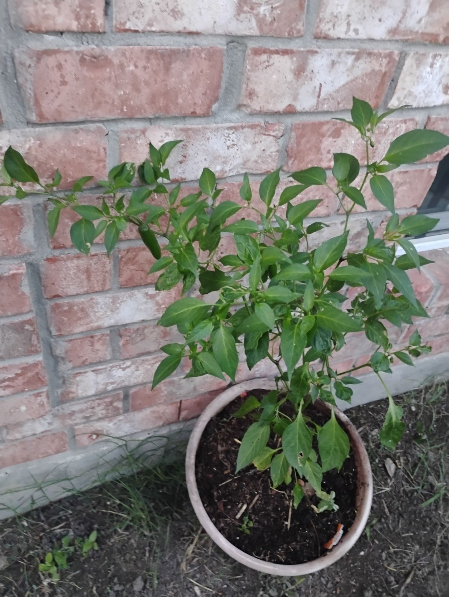 Serrano peppers 🌶️ plant ☘️