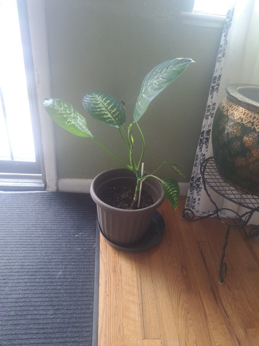 30" Tall Dieffenbachia/Dumb Cane Plant in 12" Pot