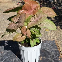 Syngonium Batik Pink Allusion