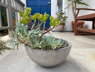 Succulent Pot $15