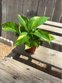 Golden Pothos, $8 each