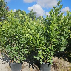 Huge Clusias over 6 feet tall  Instant privacy hedge for fence