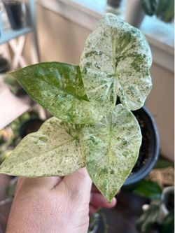 Variegated Alocasia Odora Batik