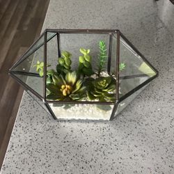 Decor / Plant