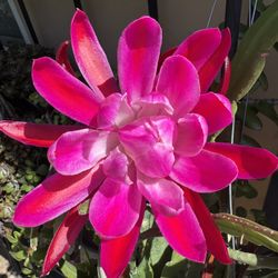 Beautiful Rippo Epiphyllum Cactus Orchid Cutting 8-10in 