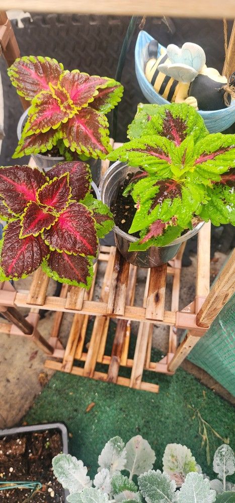 Coleus Plants