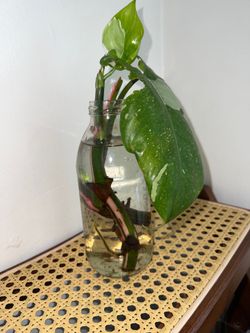 Philodendron white princess