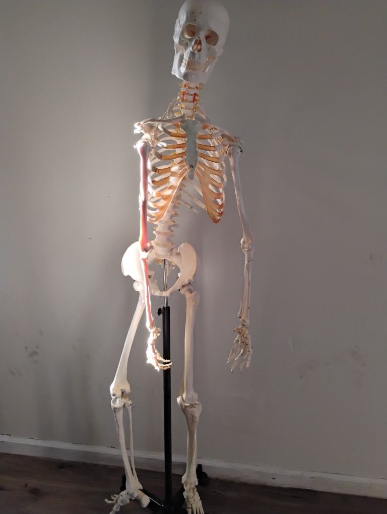 Skeleton 