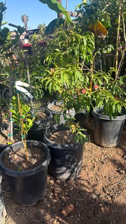 Peach Tree In A 15-gallon Pot 