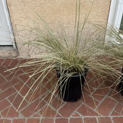 Muhlenbergia dubia
