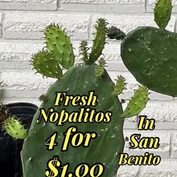 Nopales for sale