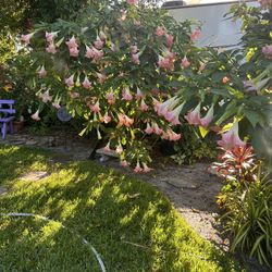 Angel Trumpet Plant Tree “Brugmancia”