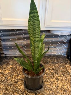 Snake plant AIR PURIFIER , gal pot, $12