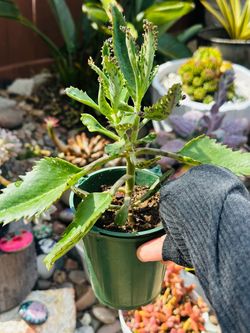 Mother of Thousands Succulent Plant
