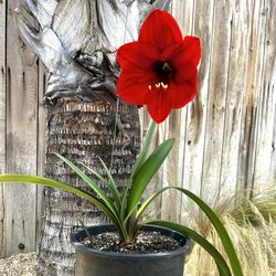 Red Lion Amaryllis Bulb