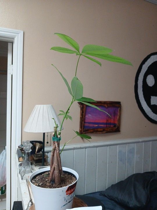Money tree 