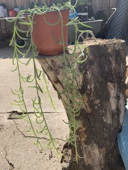 Fish hook Succulent