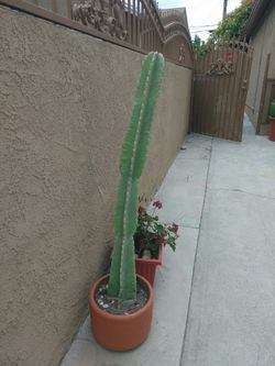 Apple Cereus Cactus