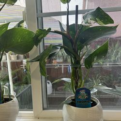 2 Philodendron Plants .. Really Healthy.. 5x5 Pots .. $25.00  Ea. Or  $40.00 Both  (Please Read Description)