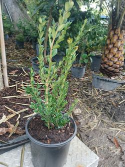 Japanese boxwood hedges 3gl $8