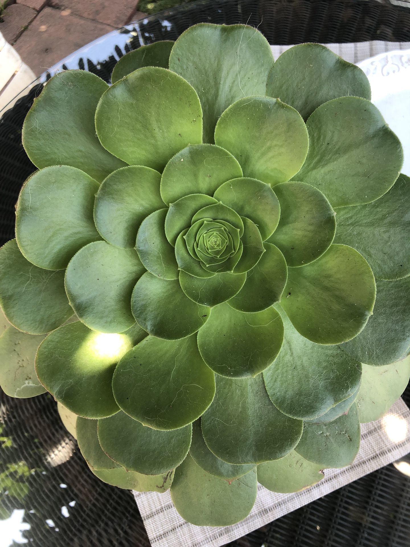 Giant Succulent