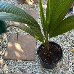 Coconut Plant