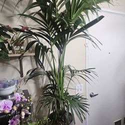 Kentia Palm