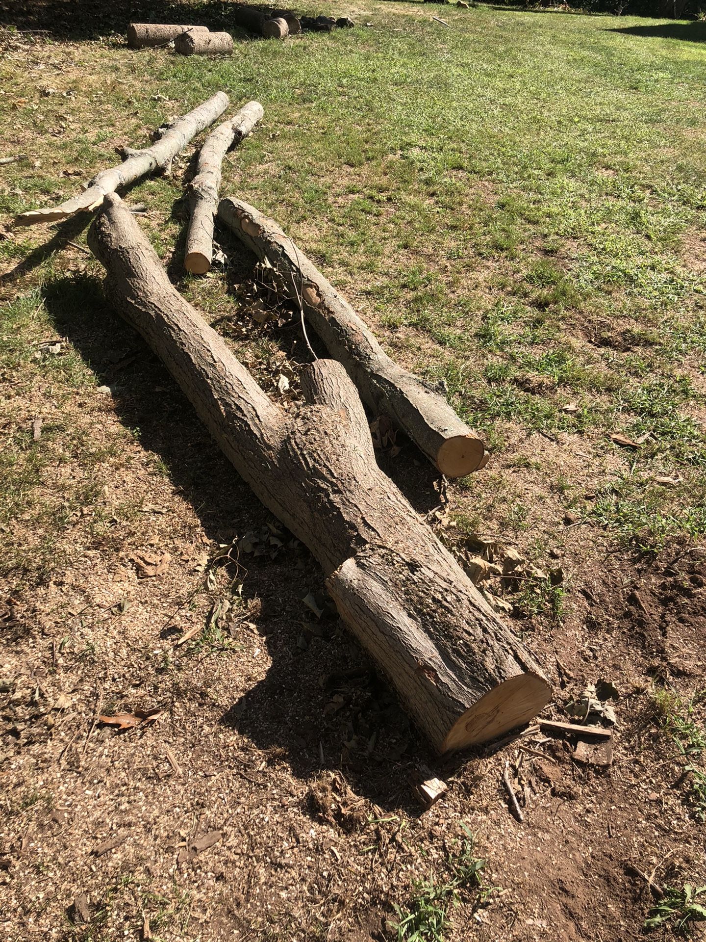 Fire wood. Cut and Carry. Totally free. Berlin Turnpike