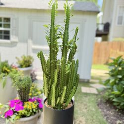 34” Stunning Sleek Potted Cactus 