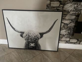 Longhorn Portrait 