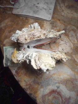 Spiny shell