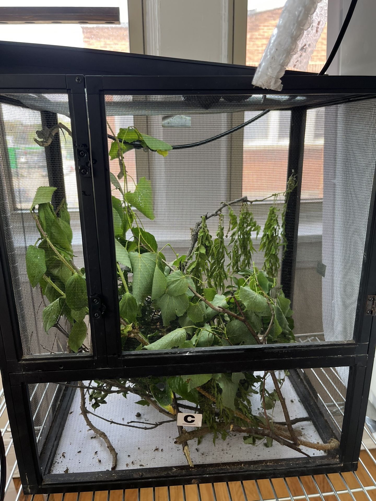 Small Chameleon Cage For Baby Chameleons