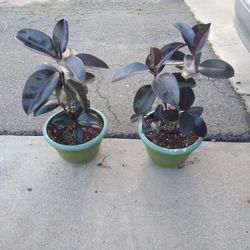 Two Rubber Plants 