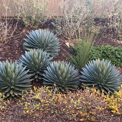 Full Size Agave Plant