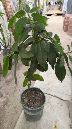 Avocado tree