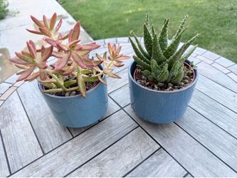 Colorful Succulent Duo in Matching Blue Ceramic Pots