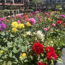 Dahlias 