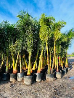 Royal Palm Tree 🌴
