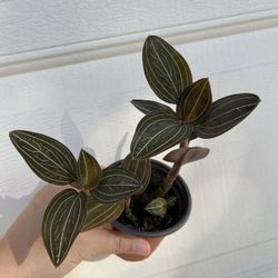 Beautiful Lusidia Discolor Plant