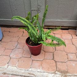 FERN w/pot