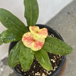 Corona de Cristo  perla del Dragón