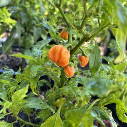 Chili Habanero Plant / Chiles 